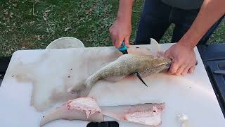 How to Fillet Walleye Pickerel October 7 2024 [upl. by Salot]