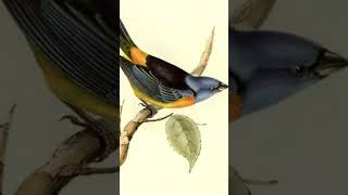 Blue and Yellow Tanager Song Video Bird Songs Peaceful Nature Sounds [upl. by Stander]