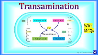 3 Transamination  Amino Acid Metabolism  Biochemistry  NJOY Biochemistry [upl. by Euphemia]