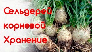 Сельдерей корневой Хранение урожая сельдерея [upl. by Eilyk]