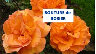 Bouture de ROSIER en BOUTEILLE PLASTIQUE très FACILE [upl. by Sul]