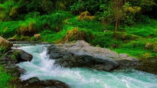 Gentle Forest River and Birds Chirping Together for Meditation Healing Sleep and StressFree Days [upl. by Llehctim]