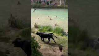 TOROS REFRESCANTES Trillo Río Tajo Vaquilla Cornea a Mozo detrás del árbol 🌳🏃🐄 rio nature toros [upl. by Anyr]