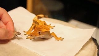 Hand Feeding My Crested Gecko [upl. by Inava]