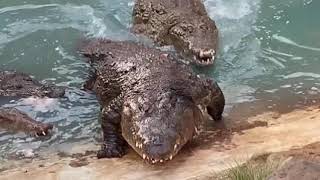 Feeding Crocodiles  what an experience [upl. by Salzhauer39]