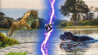 SIBERIAN TIGER VS HIPPOPOTAMUS  Who is Dangerous 🤔 [upl. by Frulla]