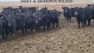 Shay amp Sharmon 900 Steers [upl. by Eylsel]