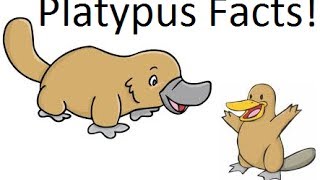 Platypus facts [upl. by Teuton]