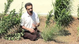 Rain Gardens and Dandelions Innovative Research at OARDC [upl. by Hart]