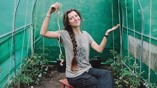 Polytunnel Set Up  Planting tomatoes  string supports  companion plants [upl. by Damal]