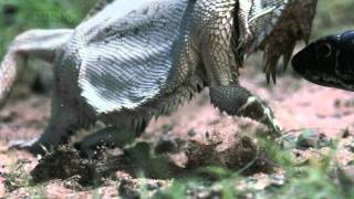 Thorny Devil Moloch horridus [upl. by Sholom264]