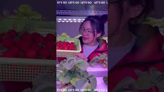 Indoor Vertical Farming Strawberry Happy Harvest 🍓🍓🍓 [upl. by Sulakcin969]