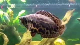 Ctenopoma Actirostre in my quotAfricanquot tank Synodontis Congo Tetras Snakeskin Gourami [upl. by Nohsad]