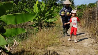 Growing winged beans growing yardlong beans harvesting ripe grapefruit Living with nature [upl. by Pinebrook124]