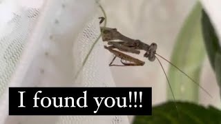 How I lost my praying mantis  PART 2 [upl. by Cade]