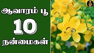 Aavaram poo health benefits in Tamil  ஆவாரம் பூ பயன்கள்  Aavaram poo uses  Payangal  Dheivegam [upl. by Atte]