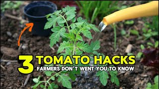 How to Grow high yield Tomato at home tomato viral agriculture [upl. by Marsden382]