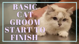 How to Groom a Cat  Basic groom start to finish [upl. by Eissahc]