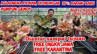 Hampir 95  Barang Baru Harga Aglaonema koleksian dan Pilihan Azzahra Garden Baby  Rumpun [upl. by Yentuoc724]