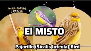 El MISTO Sicalis luteola conocido también como Chirigüe sabanero o Pinzón amarillo [upl. by Sirah]