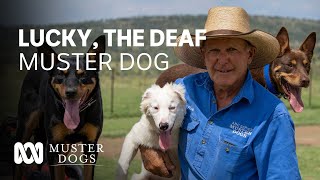 Lucky the deaf Muster Dog finds his forever home  Muster Dogs  ABC Australia [upl. by Xerxes101]