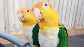 White Bellied Caique Dancing  White Bellied Parrot Talking [upl. by Alsi363]