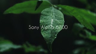 Sony A6700 Macro Film Sony 90mm F28 [upl. by Katya]