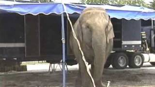 Cruelty to Circus Elephants [upl. by Rushing]