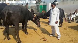 मुर्रा भैंस को कैसे पहचाने MURRAH Buffalo Characteristics Learn from ShPawan sir owner ARJUN bull [upl. by Ennahoj783]