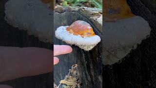 Polypore 💧 guttation fungi sensory asmr [upl. by Gnud30]