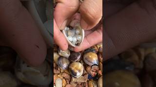 Small clam produces pearls😱 pearl treasure crystals sea shorts reels hunting trending [upl. by Yelnahs]