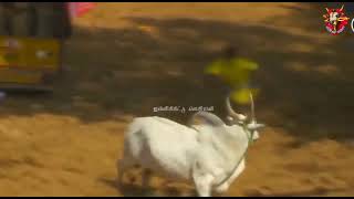 alanganallur jallikattu WhatsApp status Tamil Karur vellai 💪💪 [upl. by Schapira]