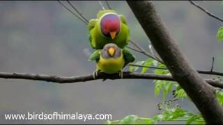 Plumheaded parakeet Psittacula cyanocephala [upl. by Yna99]