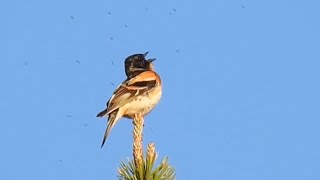 Brambling Song Bergfink sång läte Järripeippo ääni laulaa Bjørkefink sang lyd [upl. by Bartholomeus444]