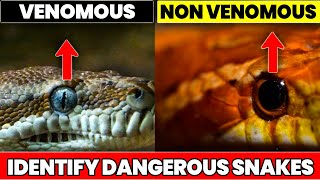 Venomous vs NonVenomous How to Identify Dangerous Snakes [upl. by Alidis]