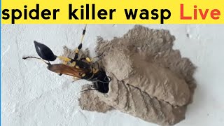 Spider killer wasp watch Live  towardthenature [upl. by Ecinej685]