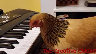 GALLINA CHE SUONA IL PIANO [upl. by Aelyak875]