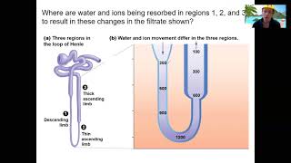 135 nephron loop 1 [upl. by Yug]