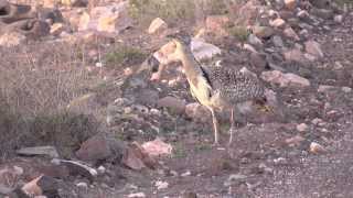 Kragentrappen auf Fuerteventura Kurzversion Outarde Houbara Bustards [upl. by Divod]