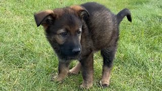 German Shepherd Puppys First Day Home [upl. by Aerdna]