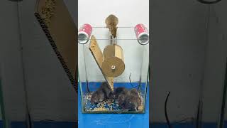 The best homemade mouse trap project rat rattrapshorts [upl. by Sugden]