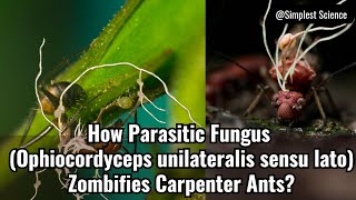 How Parasitic Fungus Ophiocordyceps unilateralis sensu lato Zombifies Carpenter Ants [upl. by Boor]