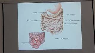 CLASE PERITONEO SISTEMA VASCULAR [upl. by Nolitta]