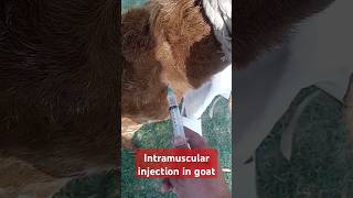 Intramuscular injection in goatpneumonialung infectionpulmonary odemadrenching pneumonia vet [upl. by Hallock293]