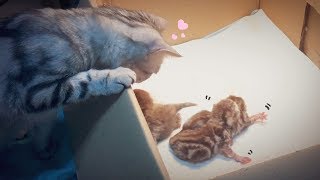 고양이 수리가 새끼를 낳았어요 Cat Gives Birth To 3 Kittens 猫の出産 SURIampNOEL [upl. by Inahet776]