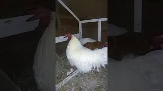 White Leghorn Rooster Crowing at 300 AM [upl. by Caswell]