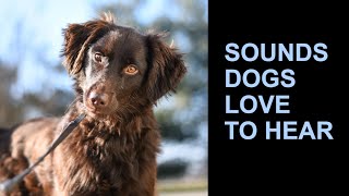 10 Sounds dogs love to hear the most [upl. by Lorin]