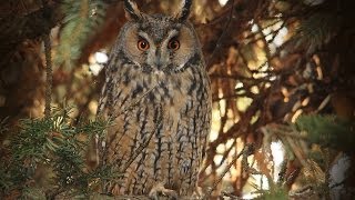 Ransuil Longeared Owl Waldohreule Asio Otus [upl. by Ahsimak]