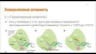 Молекулярная биология Нуклеиновые кислоты Рюмина Екатерина Д Семинар 13 [upl. by Enneyehc416]