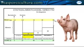 Alimentación por fases en Porcicultura parte2 [upl. by Anerok357]